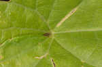 Hedge false bindweed